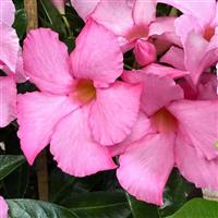 Sun Parasol Giant Powder Pink Mandevilla