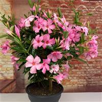 Sun Parasol Giant Powder Pink Mandevilla