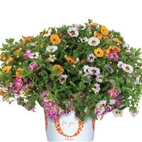 Confetti Garden Rainbow Rainbow Bright Mixed Combo