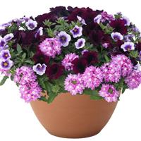 DuraBella Mandy’s Summer Nights Mixed Combo