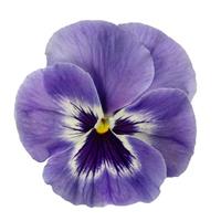 Delta Speedy Marina Pansy