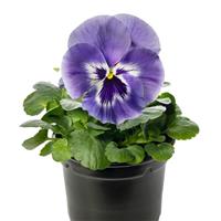 Delta Speedy Marina Pansy