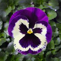 Delta Speedy Violet Face Pansy