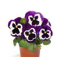 Delta Speedy Violet Face Pansy