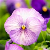 Grandio Lavender Shades Pansy