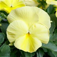 Grandio Primrose Pansy