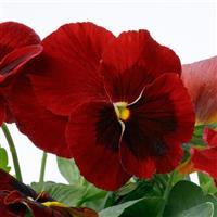 Grandio Red Blotch Pansy