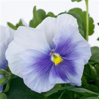 Grandio Silver Blue Pansy
