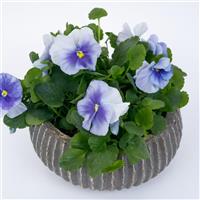 Grandio Silver Blue Pansy