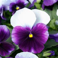 Grandio Beacon Blue Pansy