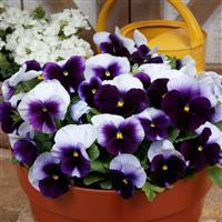 Grandio Beacon Blue Pansy