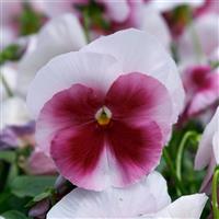 Grandio Beacon Rose Pansy