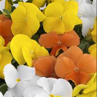 Grandio Citrus Mix Pansy