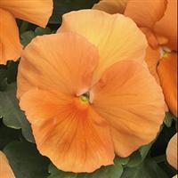 Grandio Clear Orange Pansy