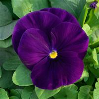 Grandio Clear Purple Pansy