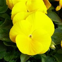 Grandio Clear Yellow Pansy