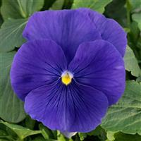 Grandio True Blue Pansy
