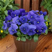 Grandio True Blue Pansy