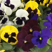 Grandio Blotched Colors Mix Pansy