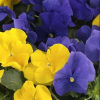 Grandio Bright Colors Mix Pansy