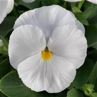 Grandio Clear White Pansy