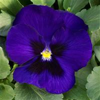 Grandio Deep Blue with Blotch Pansy