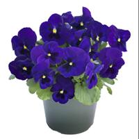 Grandio Deep Blue with Blotch Pansy