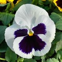 Grandio White with Blotch Pansy