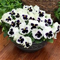 Grandio White with Blotch Pansy