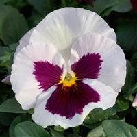 Grandio White with Rose Blotch Pansy