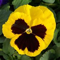 Grandio Yellow with Blotch Pansy