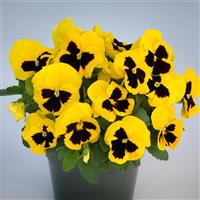 Grandio Yellow with Blotch Pansy