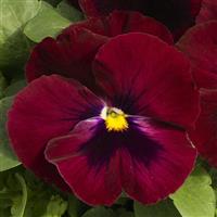 Grandio Rose with Blotch Pansy