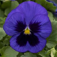Grandio Blue With Blotch Pansy