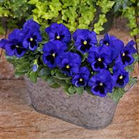 Grandio Blue With Blotch Pansy