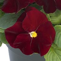 Grandio Clear Scarlet Pansy