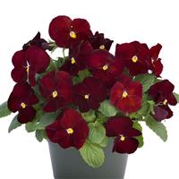 Grandio Clear Scarlet Pansy