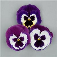 Grandio Blue White Shades Pansy
