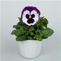 Grandio Blue White Shades Pansy