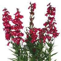 Penstemon Super Star