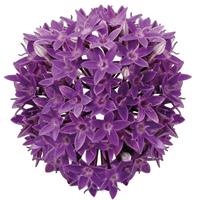 Streetart Blue Pentas