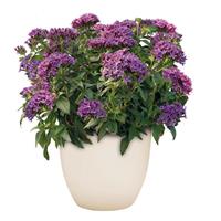 Streetart Blue Pentas