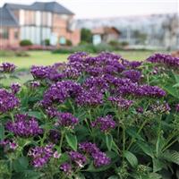 Streetart Blue Pentas