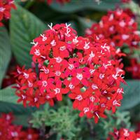 Streetart Red Pentas