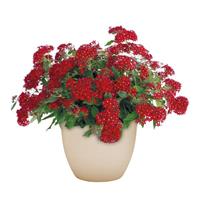 Streetart Red Pentas