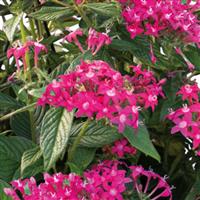 Streetart Rose Pentas