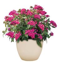 Streetart Rose Pentas