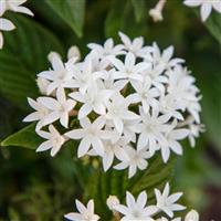 Streetart White Pentas