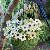 Amazonas Plum Cockatoo Petunia
