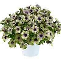 Amazonas Plum Cockatoo Petunia